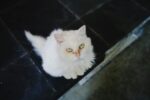 Nearby Persian Cats & Kittens - Image 2