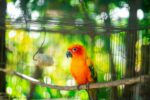 Sun Conure