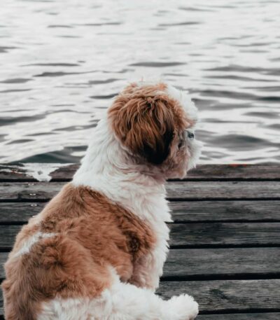 Gold & white Shih Tzu