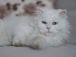 Nearby Persian Cats & Kittens - Image 3