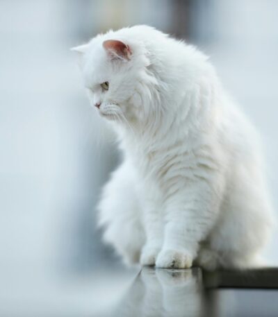 Persian Cat