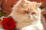 Nearby Persian Cats & Kittens - Image 7