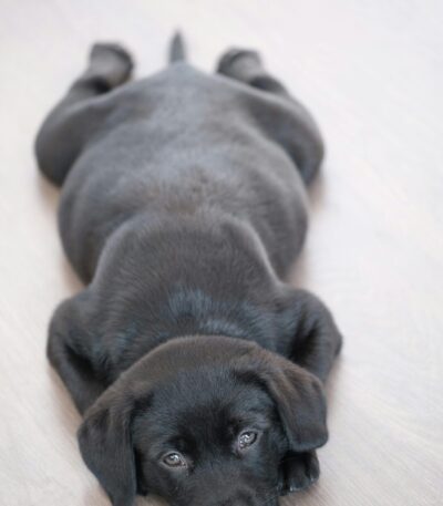 Nearby Black Labrador Retriever Color puppy