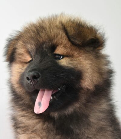 Nearby German Shepherd Puppy | Black and Tan