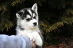 Nearby Siberian Husky | Black & White Color With Brown Eye