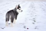 Nearby Siberian Husky | Black & White Color With Blue Eye