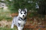 Nearby Siberian Husky | Black & White Color With Blue Eye