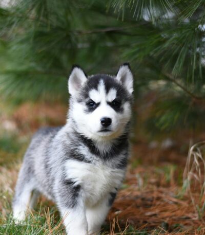 Nearby Siberian Husky | Black & White Color With Blue Eye