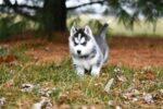 Nearby Siberian Husky | Black & White Color With Blue Eye