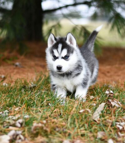 Nearby Siberian Husky | Black & White Color With Blue Eye