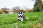 Nearby Siberian Husky | Black & White Color With Brown Eye