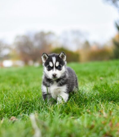 Nearby Siberian Husky | Black & White Color With Brown Eye
