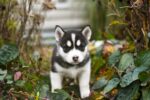 Nearby Siberian Husky | Black & White Color With Brown Eye