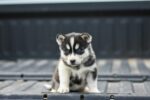 Nearby Siberian Husky | Black & White Color With Blue Eye
