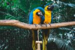 Nearby Blue & Gold Macaw - Image 4