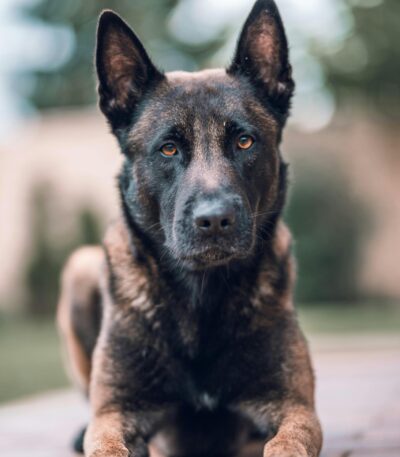 Nearby Belgian Malinois Puppy