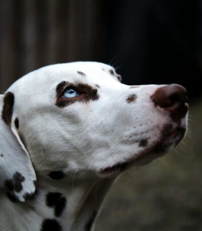 Nearby White & Liver Brown Dalmatian puppy