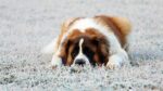 Nearby Saint Bernard Puppy