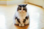 Nearby Maine Coon Cats & Kittens - Image 3