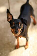 Nearby Minpin Puppy