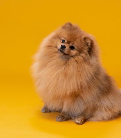 Nearby Orange Culture Pom puppy