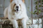 Nearby Chow Chow Puppy | Cream Color