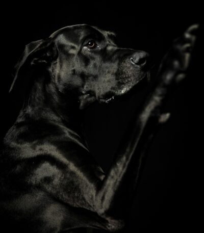 Nearby Black Great Dane puppy