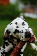 Nearby Dalmatian Puppy | White & Liver Brown