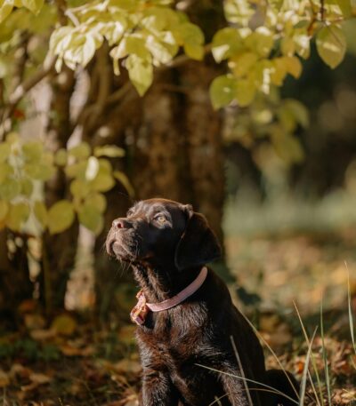 Nearby Chocolate Labrador Retriever Color puppy