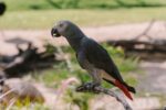 African Grey Parrot