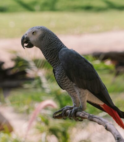 African Grey Parrot