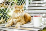 Nearby Maine Coon Cats & Kittens - Image 5