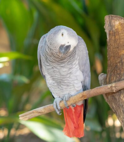 African Grey Parrot | Nearby Pets India