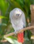 African Grey Parrot | Nearby Pets India