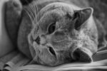 Nearby British Shorthair Cats & Kittens - Image 2