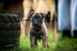 Nearby Belgian Malinois Puppy