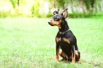 Nearby Minpin Puppy