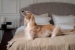 Nearby Afghan Hound Puppy | Gold Color