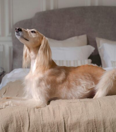 Nearby Afghan Hound Puppy | Gold Color