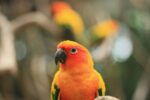 Sun Conure