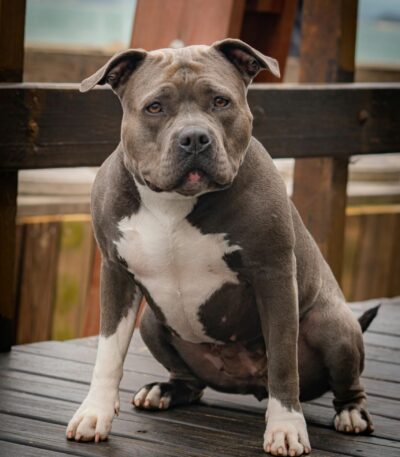 Nearby Standard American Bully Puppy