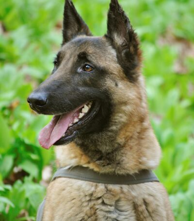 Nearby Belgian Malinois Puppy
