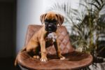 Nearby Boxer Puppy
