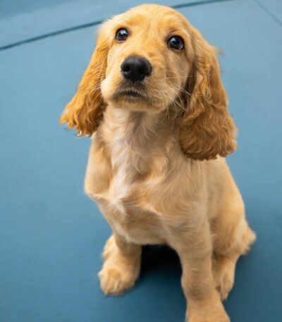 Nearby Cocker Spaniel Puppy
