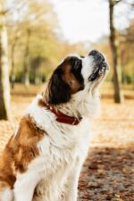 Nearby Saint Bernard Puppy