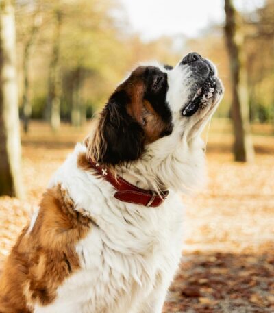 Nearby Saint Bernard Puppy
