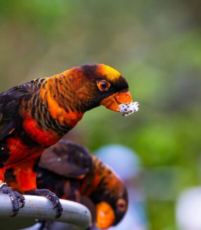 Dusky Lorikeet