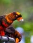 Dusky Lorikeet