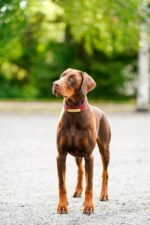 Nearby Doberman Pinscher Puppy | Brown & Rust Color