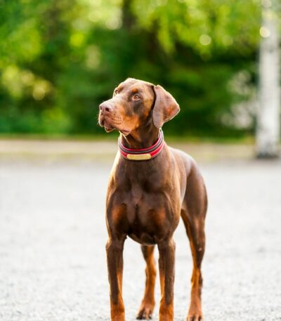 Nearby Doberman Pinscher Puppy | Brown & Rust Color